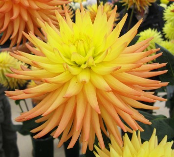 Dahlia ' RUSKIN MYRA '  (S.S.C.)  Pennington  UK  2000  NDS Harrogate Show 2015  (David Brown)